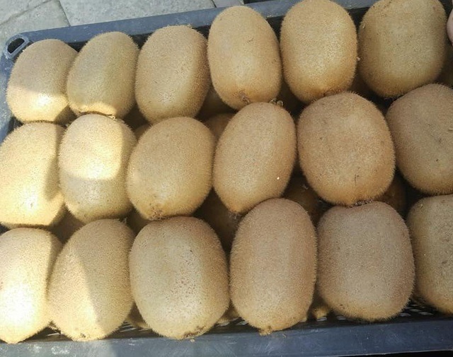 Kiwi giải nhiệt: Hàng Trung Quốc ngập tràn, bỗng nhiên mất tích bí ẩn - 1
Kiwi Trung Quốc đang được rao bán buôn với giá khá rẻ