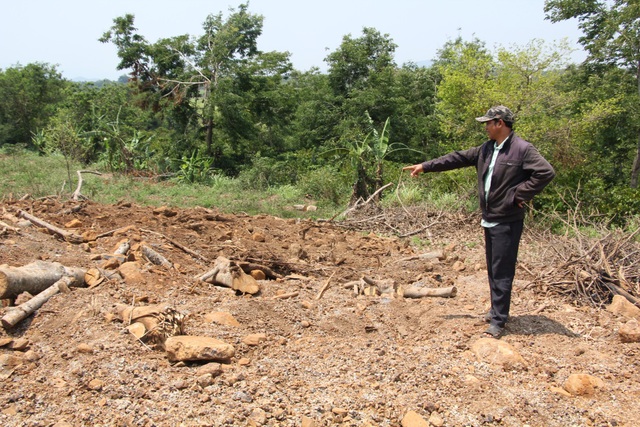 Đắk Lắk lý giải việc để lọt xe chở cây “quái thú” - 2 Hiện trường khai thác cây gỗ khủng tại Đắk Lắk