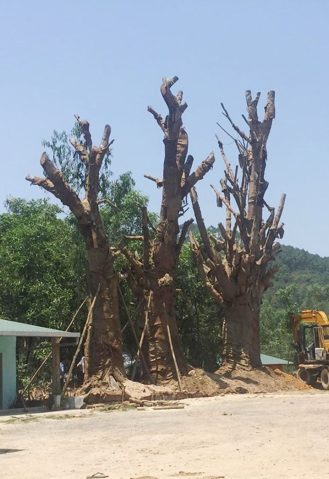 Yêu cầu chủ cây “quái thú” làm việc với chính quyền để cam kết an toàn - 2 3 cây trồng quá gần nhà dân trong khi cọc gia cố gốc cây nhỏ nên việc ngã đổ cây vào nhà dân khi mưa bão là điều có thể xảy ra