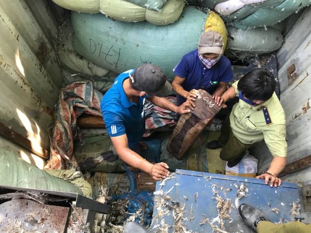 Phát hiện 2 vụ buôn lậu gỗ trắc - 1 Số gỗ trắc bị lực lượng chức năng phát hiện trong xe tải, dưới các bao tải chứa lông vịt