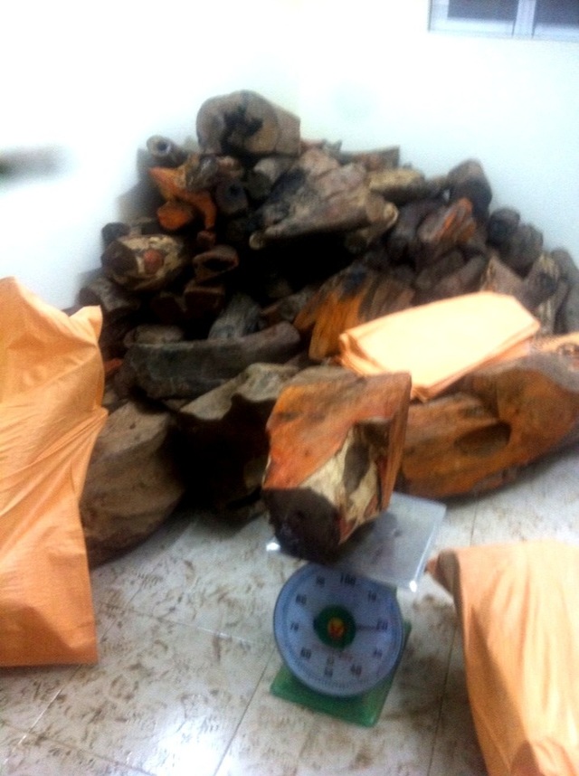 Phát hiện 2 vụ buôn lậu gỗ trắc - 2 Chi cục Hải quan của khẩu Nam Giang đang cân số gỗ trắc nhập lậu từ Lào