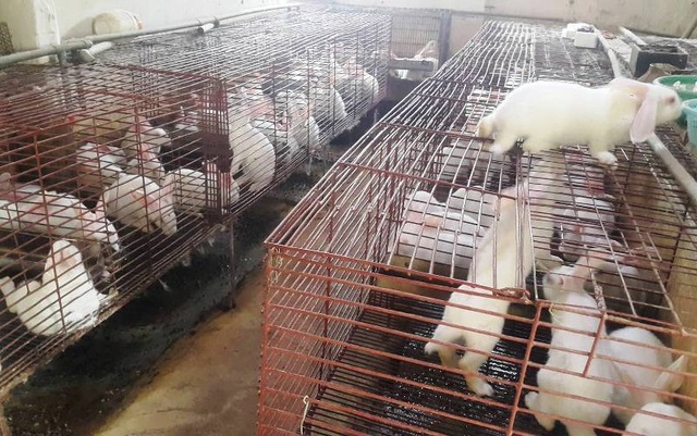 Lão nông kiếm chục triệu đồng/tháng dễ như “trở bàn tay” nhờ nuôi thỏ ngoại - 5 Lão nông kiếm chục triệu đồng/tháng dễ như “trở bàn tay” nhờ nuôi thỏ ngoại - 5