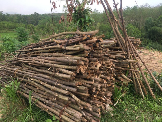 Dân hoang mang khi chủ đầu tư đòi đổi địa điểm dự án gần 4 nghìn tỷ tại Thanh Hóa - 7 Những vườn keo non đã được người dân chặt phá để nhường đất cho dự án