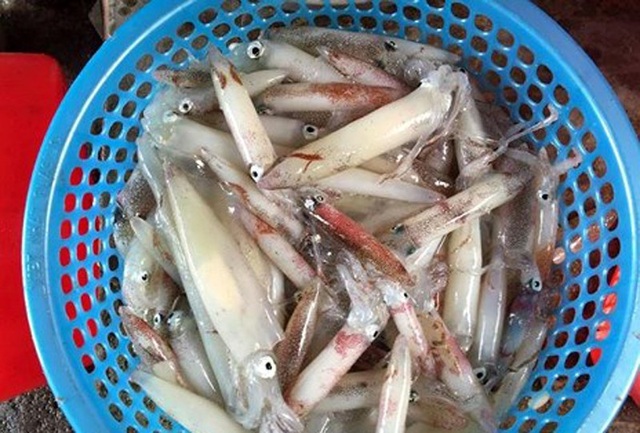 Cá, mực nuôi lồng bè chết bất thường ở cảng Vũng Áng - 1 Mực chết được chủ bè kinh doanh hải sản T.N. vớt lên