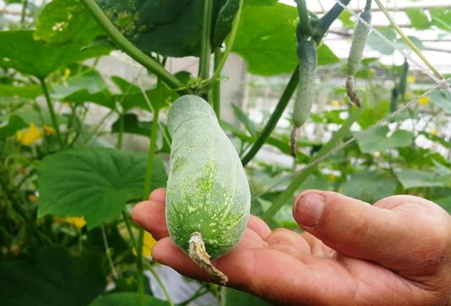 Bỏ lương tháng chục triệu, Dũng "khùng" kiếm tiền tỷ từ trồng rau - 3 Dưa chuột an toàn, đảm bảo sức khỏe sắp cho thu hoạch trong vườn rau nhà anh Dũng.