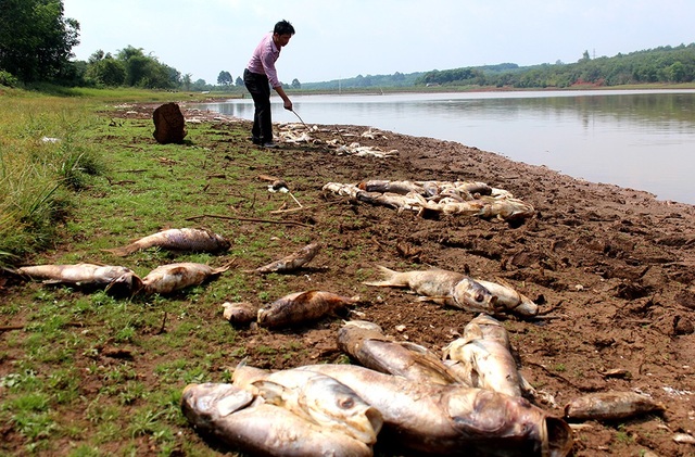 Hàng chục tấn cá bất ngờ chết trắng, người dân lâm cảnh khốn cùng - 7 Cá chết dạt vào bờ.
