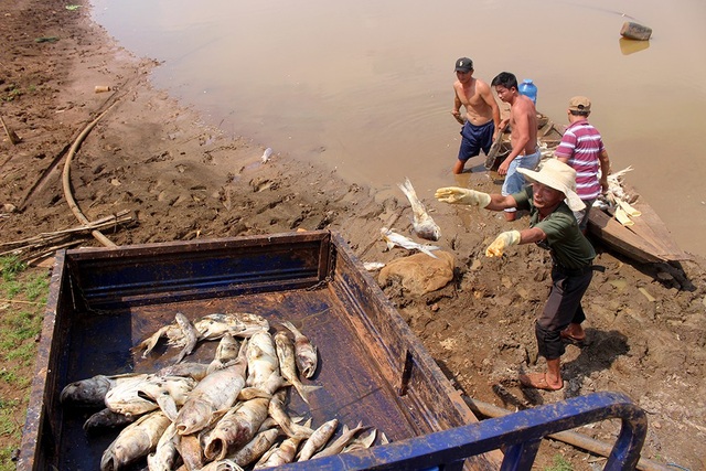 Tìm ra nguyên nhân khiến hàng chục tấn cá chết trắng hồ thủy lợi - 2 Tìm ra nguyên nhân khiến hàng chục tấn cá chết trắng hồ thủy lợi - 2