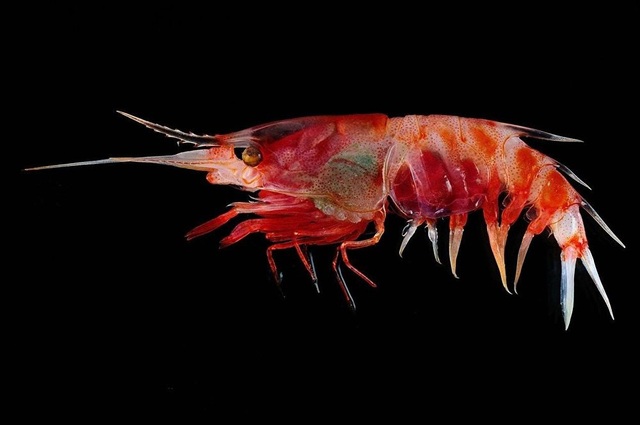 Hàng chục sinh vật lạ được tìm thấy ở Indonesia - 1
Tôm Blood Shrimp.