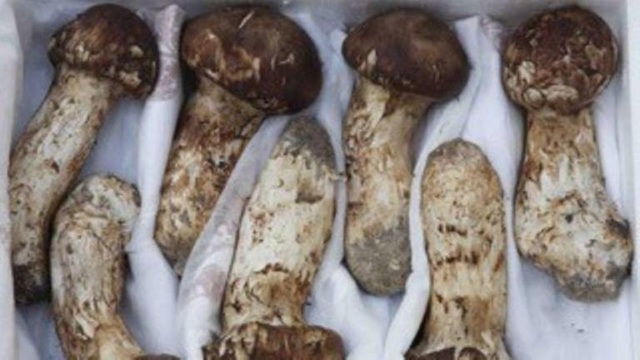Lãnh đạo Hàn - Triều từng tặng nhau quà gì tại hội nghị thượng đỉnh? - 2 Nấm Matsutake là món quà Triều Tiên tặng Hàn Quốc tại hội nghị thượng đỉnh liên Triều năm 2007 (Ảnh: AFP)