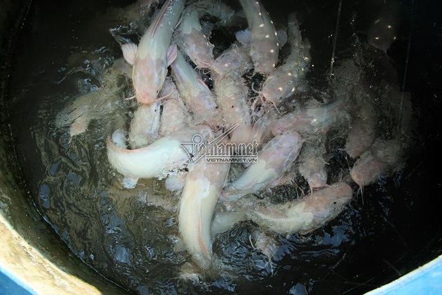 "Thuỷ quái" miền Tây: Ngàn con cá trê hồng đột biến gen kỳ lạ - 1
Đàn cá trê màu hồng phấn rất đẹp mắt của gia đình ông Bảy Bon