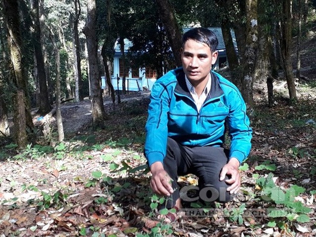 Căng thẳng săn "chuột quý tộc" ở Kon Tum - 2 Anh A Nhoai trồng Hồng Đẳng sâm trên núi Ngọc Linh