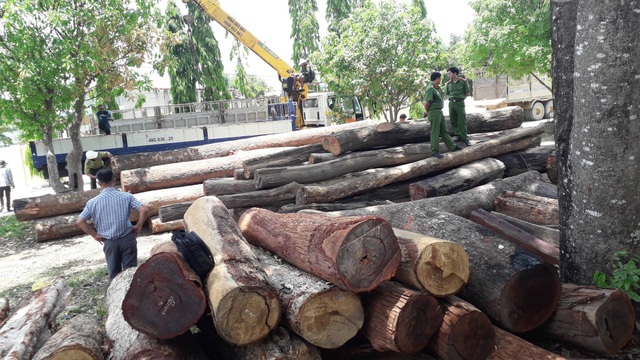 Bộ Công an khám xét lán trại của “trùm gỗ” trong Vườn quốc gia Yok Đôn - 4 Số gỗ bị bắt quả tang được đưa về Hạt kiểm lâm huyện Cư Jút để kiểm đếm