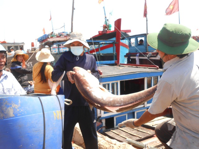 Quảng Ngãi: Niềm vui với những mẻ cá tươi từ Hoàng Sa - 2 Niềm vui ngày đất nước thống nhất hòa cùng niềm vui bội thu lộc biển hiện rõ trên từng khuôn mặt đen sạm vì nắng, gió khơi xa của ngư dân đất đảo
