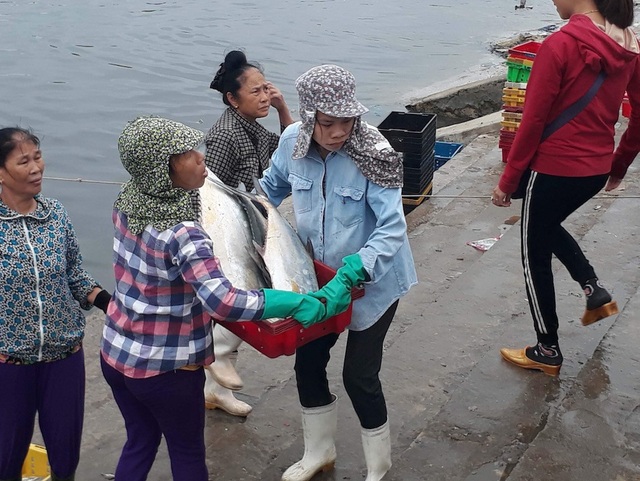 Bình minh ở bến cá lâu đời xứ Nghệ - 6 Cá được vận chuyển từ thuyền lên bờ.