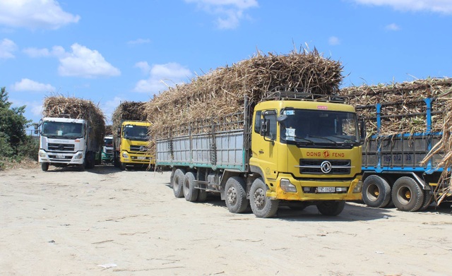 Giá mía tiếp tục giảm sâu, tiêu thụ chậm… nông dân điêu đứng - 6 Với 10 tấn mía, thì nhà máy trừ hết gần 1 tấn là tạp chất