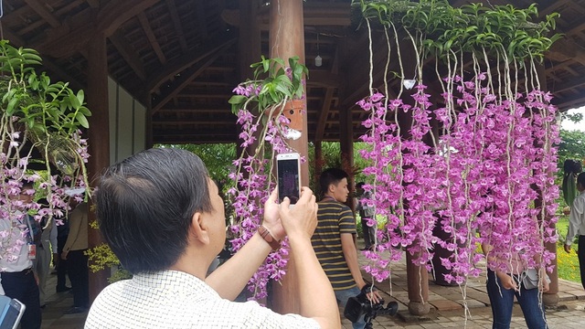 Hơn 1.000 cây kiểng, phong lan tỏa hương sắc tại Hoàng cung Huế - 2 Hàng trăm loài phong lan đẹp, quý xuất hiện ở vườn Cơ Hạ
