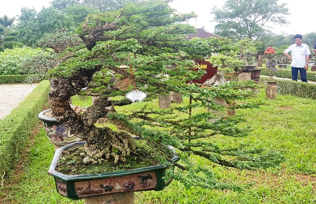 Hơn 1.000 cây kiểng, phong lan tỏa hương sắc tại Hoàng cung Huế - 8 Cây cần thăng có dáng như gió thổi