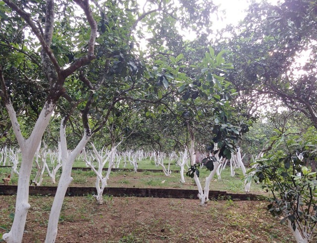 Sốt đất, tăng giá gấp 5 lần: Bùng nổ ở Hòa Lạc - 3
Nhà đầu tư cần quan tâm tới pháp lý