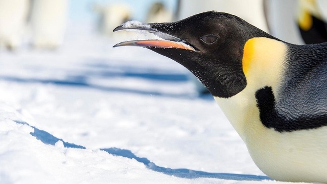 Kỷ lục lặn lâu nhất thế giới của chim cánh cụt ở Nam Cực - 1