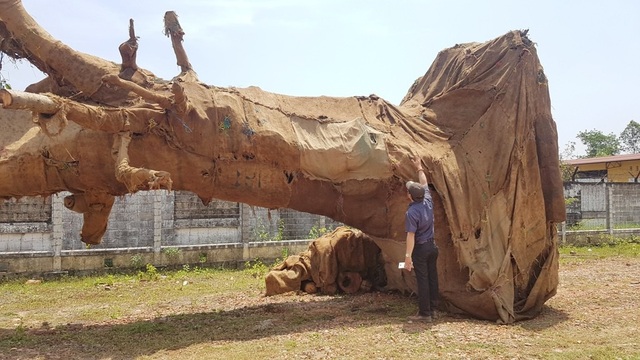 3 cây “quái thú” là đa sộp, một người Hà Nội mua từ Đắk Lắk chuyển về Thạch Thất - 3 3 cây quái thú bước đầu xác định là cây đa xuất xứ từ Đắk Lắk