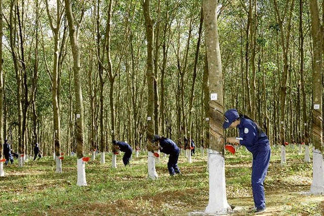 "Ông lớn" DNNN mang 600 tỷ đồng đi gửi, 9 năm vẫn "bặt vô âm tín" - 1 Vụ việc có dấu hiệu sai phạm trong hoạt động huy động và sử dụng vốn tại Công ty tài chính TNHH MTV Cao su Việt Nam.