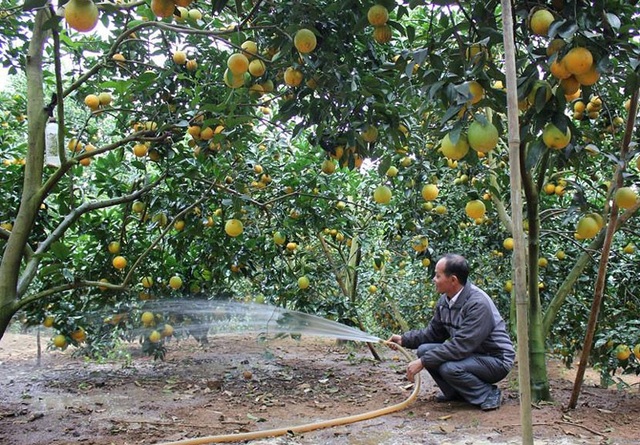 Cam, bưởi nguy cơ "vỡ trận": Bộ chỉ khuyến cáo, tất cả tại dân ham - 2
Đại diện Bộ NN-PTNT khẳng định Bộ này không được phép yêu cầu địa phương, nông dân không được trồng cây này, cây kia.
