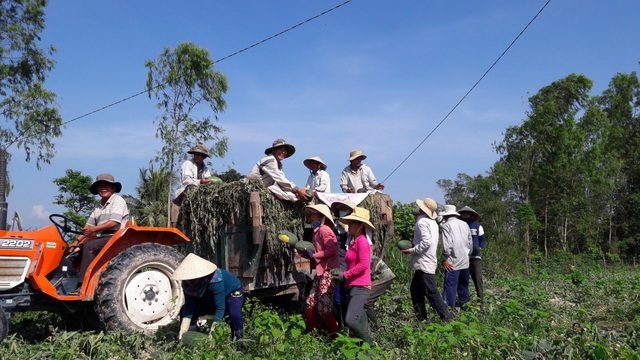Giá dưa hấu đạt tới 7.000 đồng, nông dân sợ lặp lại câu chuyện "giải cứu" - 1 Giá dưa đầu vụ tăng mang lại lợi nhuận cao cho người trồng dưa sau nhiều năm liên tiếp lỗ nặng