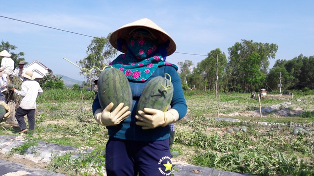 Giá dưa hấu đạt tới 7.000 đồng, nông dân sợ lặp lại câu chuyện "giải cứu" - 3 Dù giá dưa đang ở mức cao nhưng người nông dân vẫn lo giá sẽ giảm mạnh khi hàng trăm ha dưa được thu hoạch đồng loạt