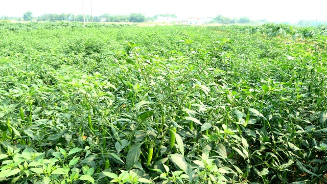 Ớt rớt giá, điệp khúc được mùa mất giá lại tái diễn - 1 Hiện đang vào vụ ớt đông xuân nhưng ớt rớt giá khiến nông dân khá lo lắng