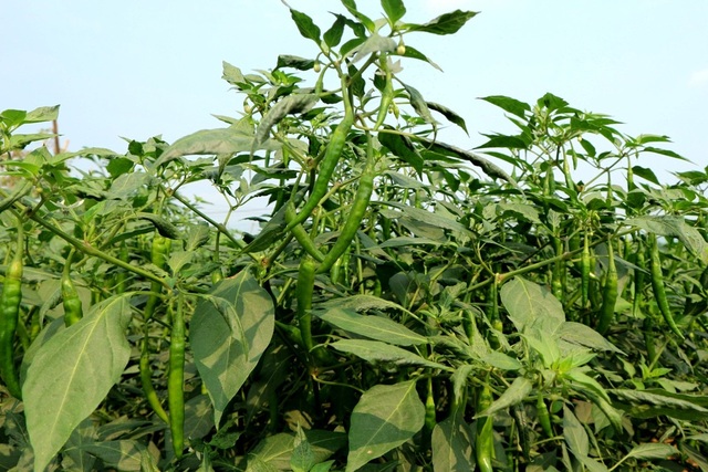 Ớt rớt giá, điệp khúc được mùa mất giá lại tái diễn - 3 Lại điệp khúc được mùa mất giá khiến nông dân chán nản, nguyên nhân là do Trung Quốc tiêu thụ chậm nên tiểu thương chỉ thu mua cầm chừng