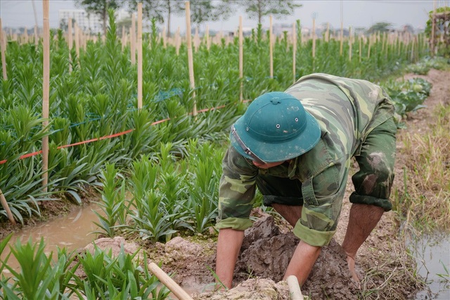 Tây Tựu: Người trồng hoa loa kèn có thực sự trúng lớn? - 4 Ruộng quá khô cằn, anh Phúc phải tháo nước vào ruộng cứu hoa.