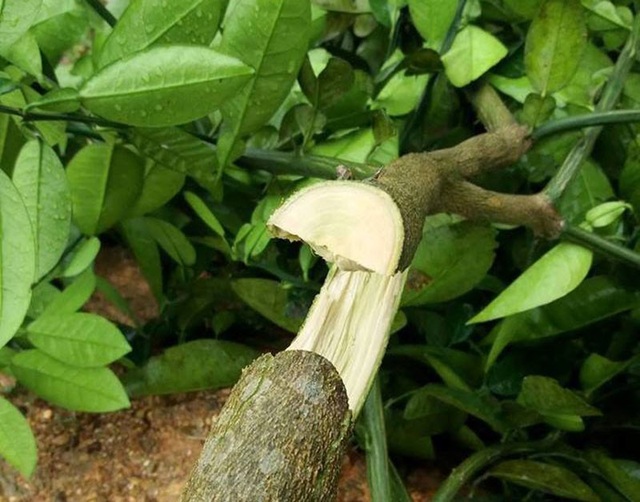Hàng trăm cây bưởi của một hộ dân bị chặt ngang gốc - 2 Toàn bộ các cây đều bị kẻ xấu chặt tận gốc, không thể phát triển trở lại được.