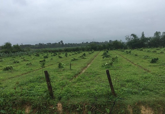 Hàng trăm cây bưởi của một hộ dân bị chặt ngang gốc - 1 Vườn bưởi của gia đình ông Hanh bị kẻ xấu chặt hạ
