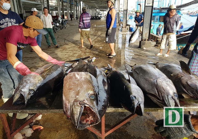 “Sản phẩm xuất khẩu thủy sản phải chiến lược, có giá trị cao” - 1 Cá ngừ đại dương được ngư dân Nha Trang (Khánh Hòa) khai thác tại Trường Sa, Nhà giàn DK1... vào đầu năm nay