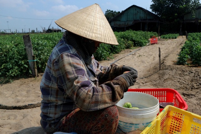 Nghề trồng cà chua "cắm rễ" trên cát trắng - 3 Dưới cái nắng chang chang của dải đất miền Trung, những ruộng cà chua xanh mướt đã làm dịu đi bớt cái nắng gay gắt trên miền cát trắng và là nguồn sinh kế của đa số người dân