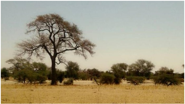 Sa mạc Sahara đã rộng ra thêm 10% - 2 Sa mạc Sahara đã rộng ra thêm 10% - 2