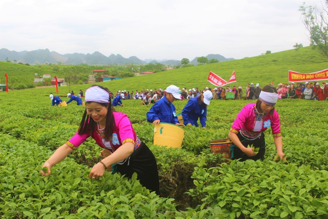 Mộc Châu: Chè thanh sạch, sữa mát lành - 1 Người dân tại Mộc Châu tham gia lễ hội thi hái chè năm 2018. (Ảnh: Hồng Vân)