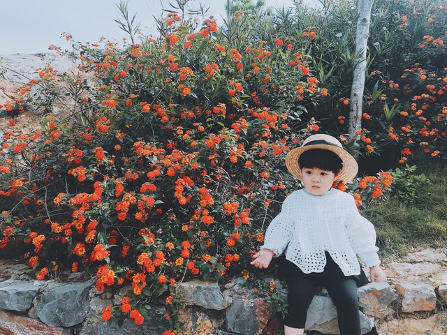 Ngắm trọn sắc màu Mộc Châu qua bộ ảnh cực dễ thương của “phượt thủ nhí” - 3
Phượt thủ nhí đáng yêu bên sắc cam của hoa ngũ sắc