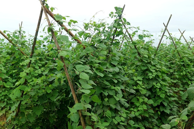 Những làng rau rộn ràng vào vụ Tết - 4 Đậu co-ve chống chịu tốt nhất nên đang sớm ra hoa , kết quả bù lại sự cực khổ của người nông dân
