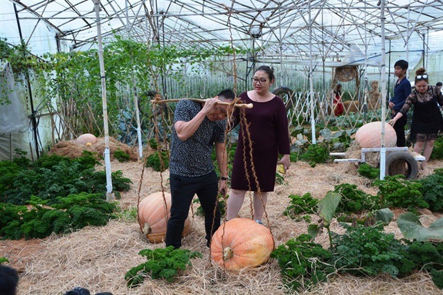 Ngỡ ngàng với vườn bí khổng lồ ở Đà Lạt - 3 Ngỡ ngàng với vườn bí khổng lồ ở Đà Lạt - 3