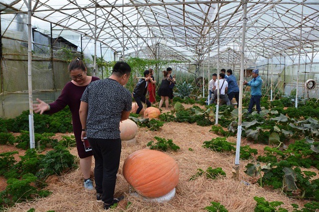 Ngỡ ngàng với vườn bí khổng lồ ở Đà Lạt - 5 Ngỡ ngàng với vườn bí khổng lồ ở Đà Lạt - 5