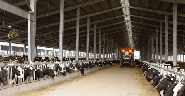 Nữ doanh nhân Thái Hương và tham vọng thách thức những đỉnh cao trong ngành sữa - 1
TH là doanh nghiệp sở hữu đàn bò sữa lớn nhất Việt Nam