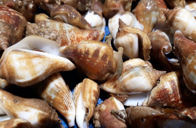 Quảng Ngãi: Ra khơi xem ngư dân lặn bắt ốc kiếm tiền triệu - 4 Loài ốc nhảy khá đặc biệt vì phần thịt nhô ra ngoài lớp vỏ giống như đôi chân nên ốc có thể nhảy được rất nhanh