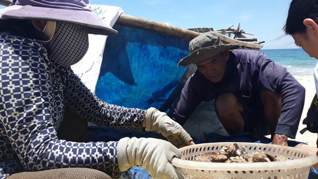 Quảng Ngãi: Ra khơi xem ngư dân lặn bắt ốc kiếm tiền triệu - 5 Tiểu thương chờ sẵn trên bờ để phân loại, mua ốc của ngư dân với giá 100 ngàn đồng/kg ốc nhảy, 60 ngàn đồng/kg ốc gai