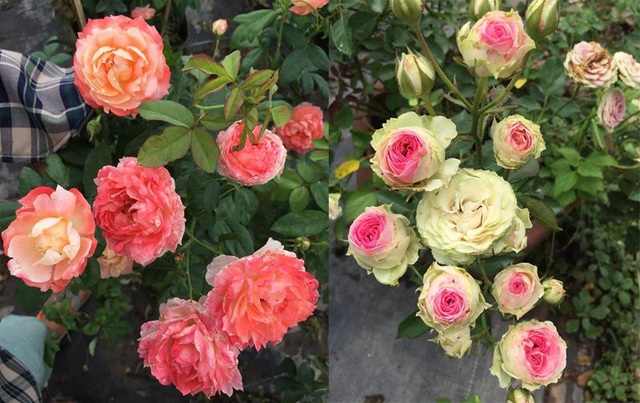 Sau khi mua hơn chục gốc hồng về trồng chơi trong vườn nhà, anh Đoàn đã gây dựng được vườn hồng rộng cả 1.000 m2 với khoảng 80 giống hoa các loại