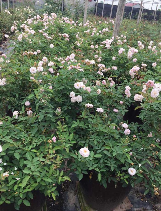 Từ vườn hồng ngập sắc hoa, mỗi tháng anh bán khoảng 1.000 gốc hoa các loại