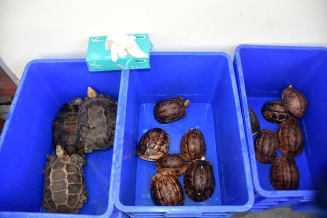 Số ba ba, rùa biển… trong nhà bà Thuận