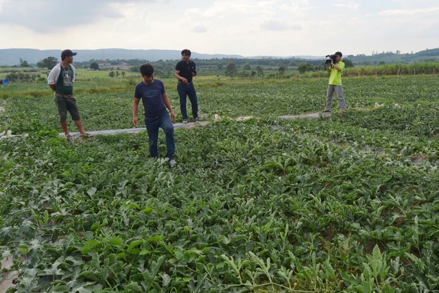 Dưa rớt giá thê thảm: Lỗ nặng, "trắng tay" vẫn bị “xin đểu”, ép giá - 2 Dưa rớt giá người dân đã khổ, nhưng một số đối tượng không buông tha vẫn đến “xin đểu” ép giá