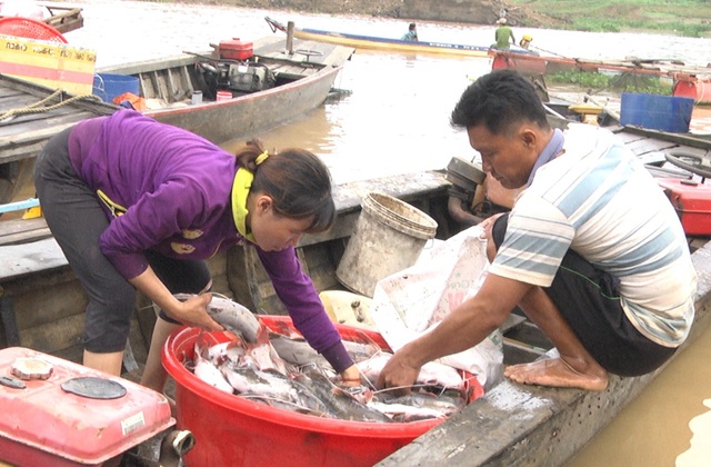 Hàng trăm tấn cá bè bất ngờ chết trên sông - 1 Một hộ nuôi có cá bị chết đem xác cá đi bán cho thương lái