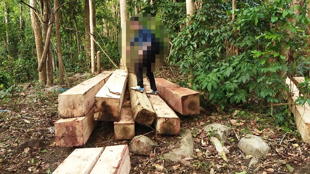 Khởi tố vụ phá rừng “khủng” tại Gia Lai - 1 Hình ảnh những điểm tập kết gỗ trên khu vực núi Chư Jú